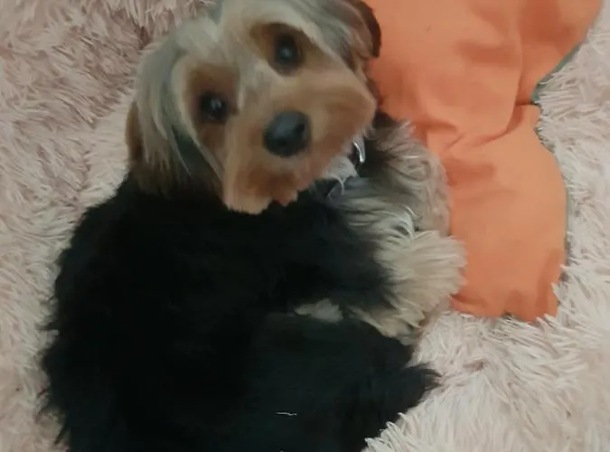 Guest house Entreolivos 4*